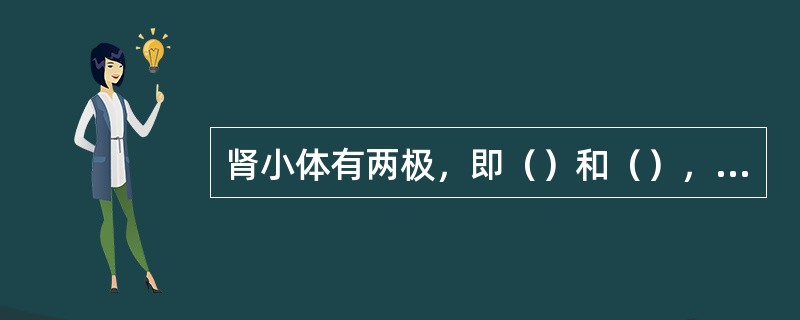 肾小体有两极，即（）和（），前者是入球动脉和出球动脉出入处，后者与（）相连。