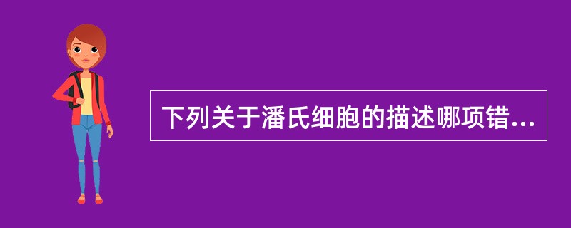 下列关于潘氏细胞的描述哪项错误？（）