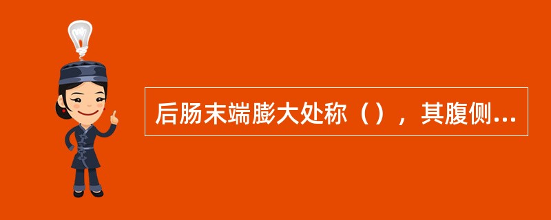 后肠末端膨大处称（），其腹侧壁与（）相连，末端以（）封闭。