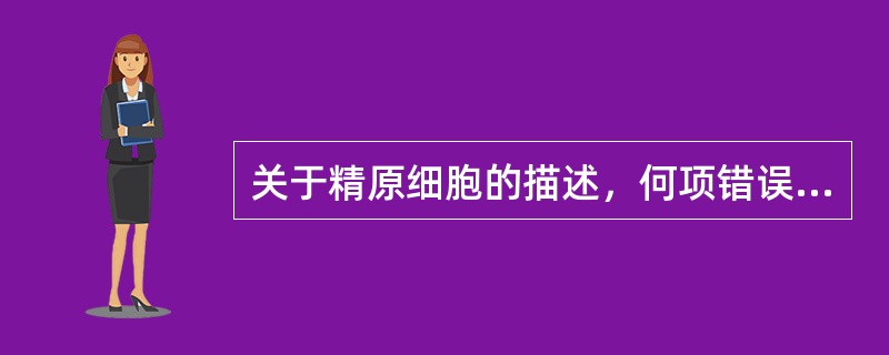 关于精原细胞的描述，何项错误（）。