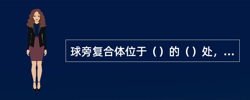 球旁复合体位于（）的（）处，由（）、（）和（）组成。