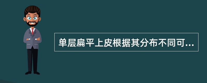 单层扁平上皮根据其分布不同可分为内皮和间皮等，内皮主要分布于（），间皮分布于（）