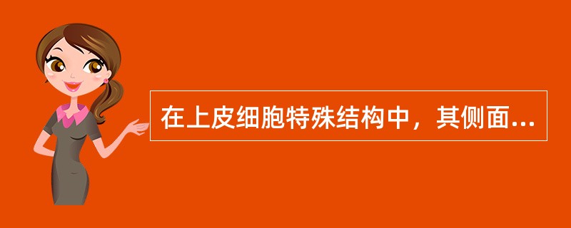 在上皮细胞特殊结构中，其侧面的细胞连接有（）、（）、（）和（）。基底面主要有（）