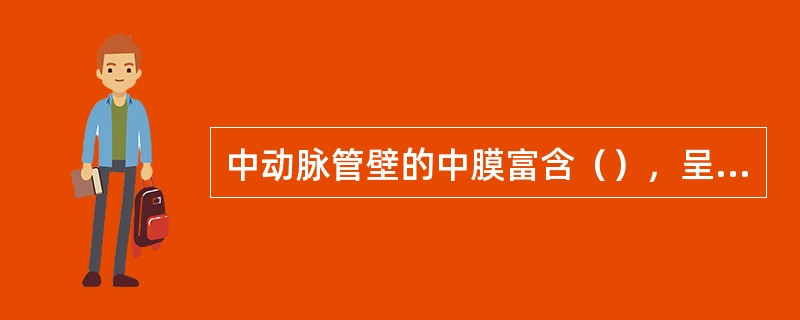 中动脉管壁的中膜富含（），呈（）分布，故又称（）动脉。