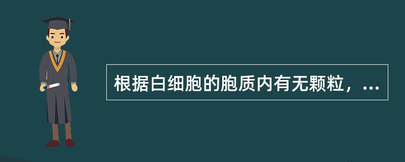 根据白细胞的胞质内有无颗粒，可将其分为有粒白细胞和无粒白细胞两大类。（）