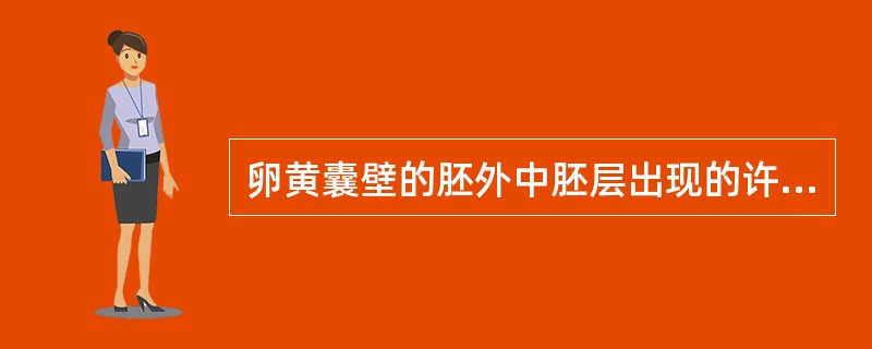 卵黄囊壁的胚外中胚层出现的许多细胞团称为（），其周边的细胞分化为（），中央的细胞