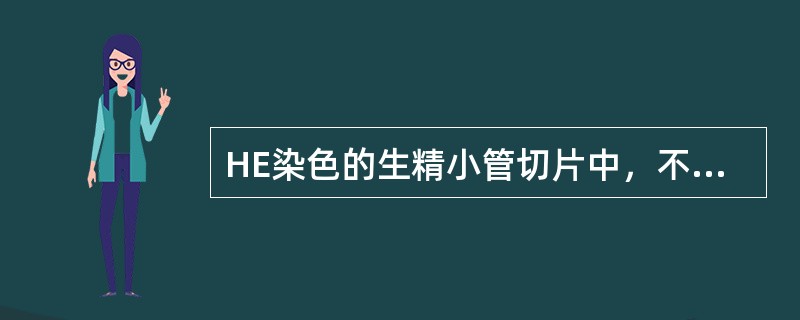 HE染色的生精小管切片中，不易看到的细胞是：（）。