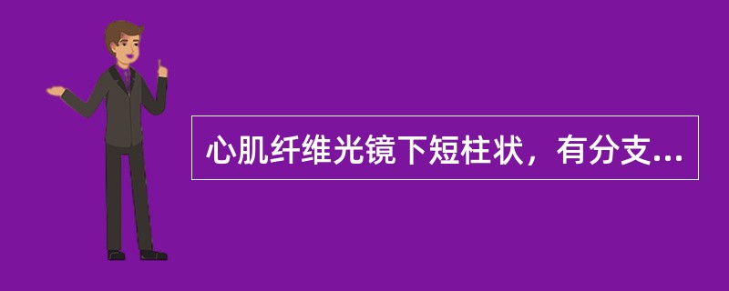 心肌纤维光镜下短柱状，有分支，有横纹，核多个，位于中央。（）