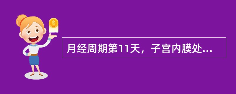 月经周期第11天，子宫内膜处于什么时期？此期的子宫内膜有何特点？
