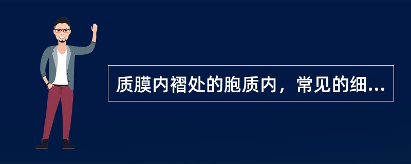 质膜内褶处的胞质内，常见的细胞器是：（）。