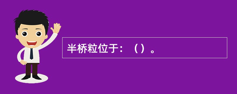 半桥粒位于：（）。