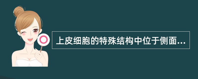 上皮细胞的特殊结构中位于侧面的有（）、（）、（）、（），具有两种以上的细胞连接称