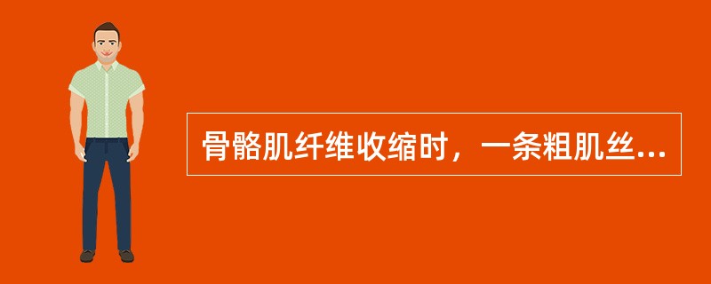 骨骼肌纤维收缩时，一条粗肌丝上的横桥可与（）条细肌丝起作用，一条细肌丝上的位点则