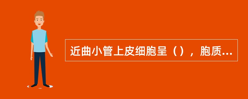 近曲小管上皮细胞呈（），胞质呈（）。上皮细胞腔面有（），电镜下由（）组成；侧面有