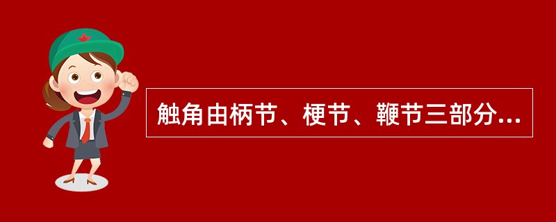 触角由柄节、梗节、鞭节三部分组成。