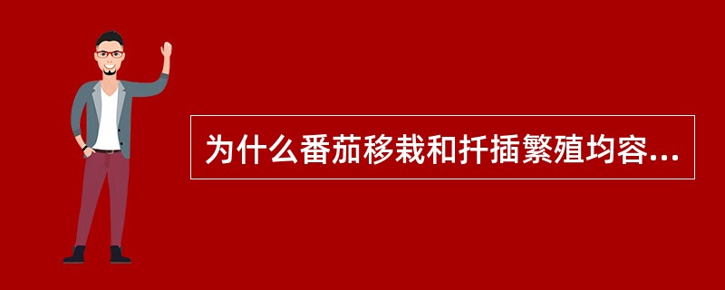 为什么番茄移栽和扦插繁殖均容易成活？