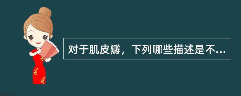 对于肌皮瓣，下列哪些描述是不恰当的（）。