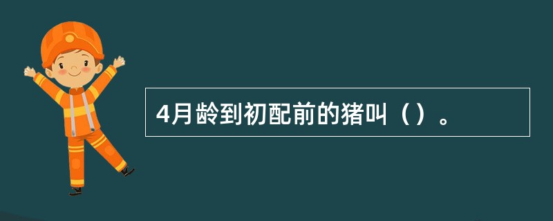 4月龄到初配前的猪叫（）。