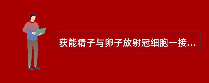 获能精子与卵子放射冠细胞一接触便发生什么反应（）