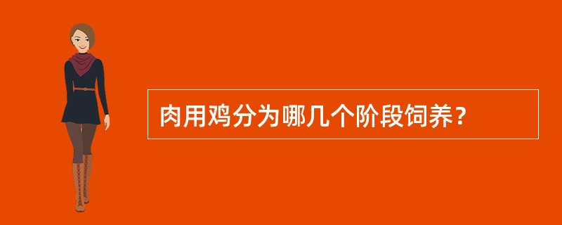 肉用鸡分为哪几个阶段饲养？