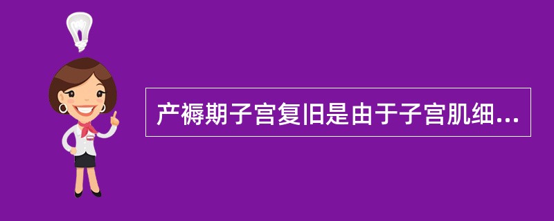 产褥期子宫复旧是由于子宫肌细胞缩小（肌细胞胞浆蛋白质被分解排出，胞浆减少，而不是