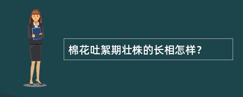 棉花吐絮期壮株的长相怎样？