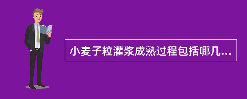 小麦子粒灌浆成熟过程包括哪几个时期？