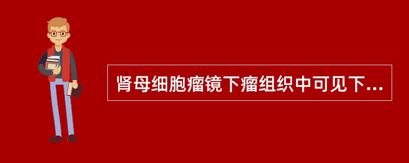 肾母细胞瘤镜下瘤组织中可见下列哪些成分：（）