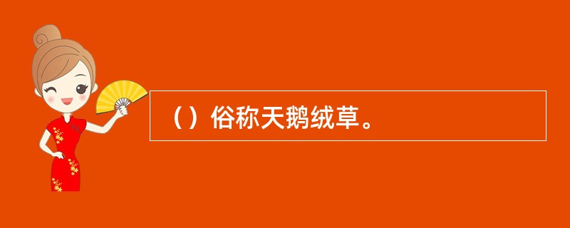 （）俗称天鹅绒草。