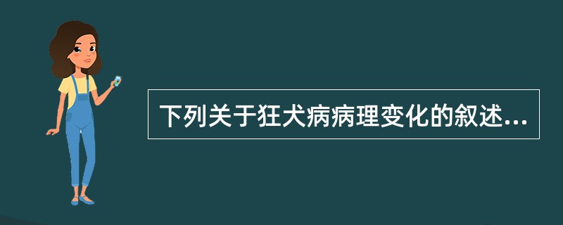 下列关于狂犬病病理变化的叙述，不正确的是（）。