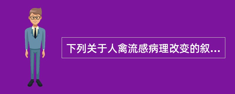 下列关于人禽流感病理改变的叙述，错误的是（）。