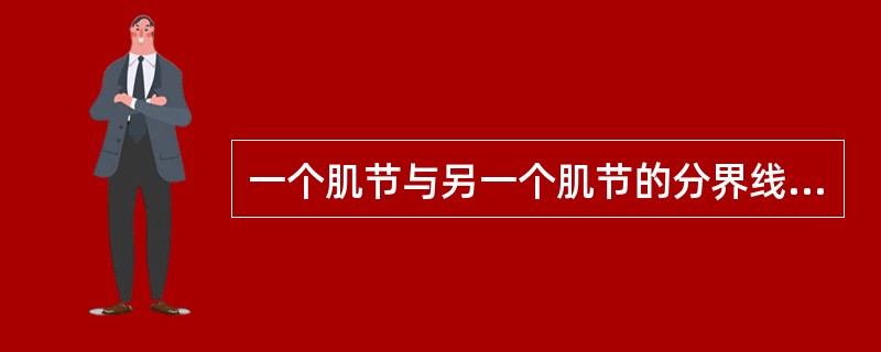 一个肌节与另一个肌节的分界线是（）