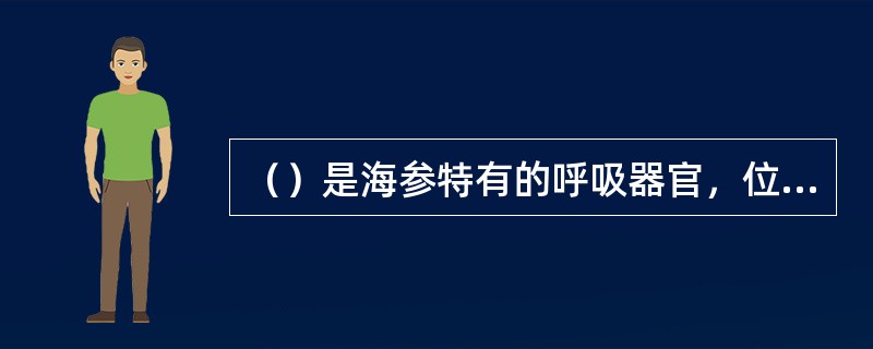 （）是海参特有的呼吸器官，位于消化道两侧。