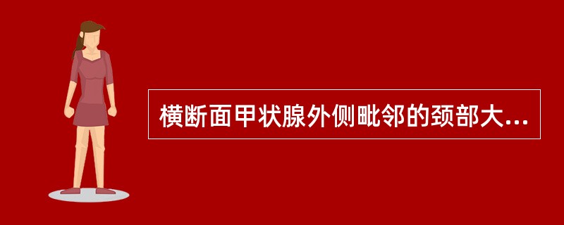 横断面甲状腺外侧毗邻的颈部大血管是（）。