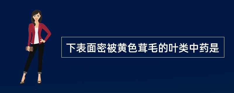 下表面密被黄色茸毛的叶类中药是