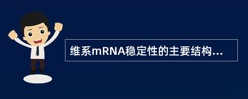 维系mRNA稳定性的主要结构是（）。