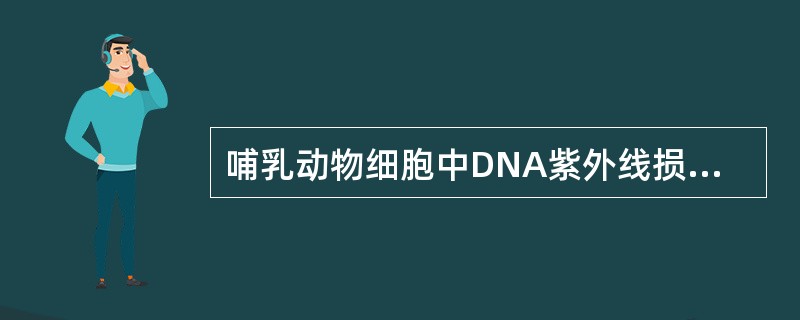 哺乳动物细胞中DNA紫外线损伤最主要的修复酶是（）。