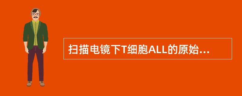 扫描电镜下T细胞ALL的原始淋巴细胞表面结构特点是（）