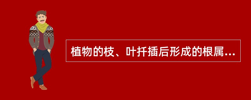 植物的枝、叶扦插后形成的根属于（）。