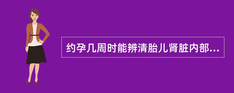 约孕几周时能辨清胎儿肾脏内部结构()