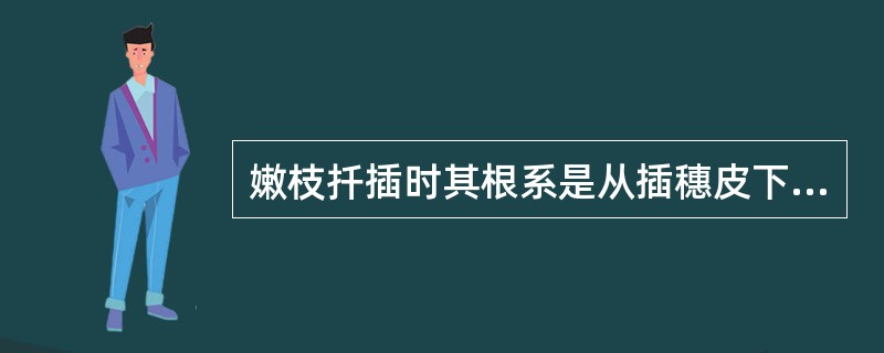 嫩枝扦插时其根系是从插穗皮下根原基分化而成。
