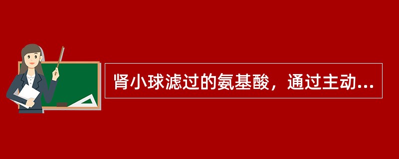 肾小球滤过的氨基酸，通过主动转运而被全部吸收，其吸收的部位为（）