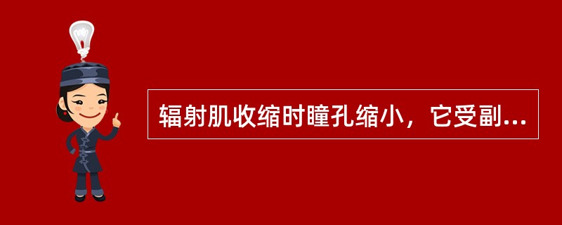 辐射肌收缩时瞳孔缩小，它受副交感神经支配。