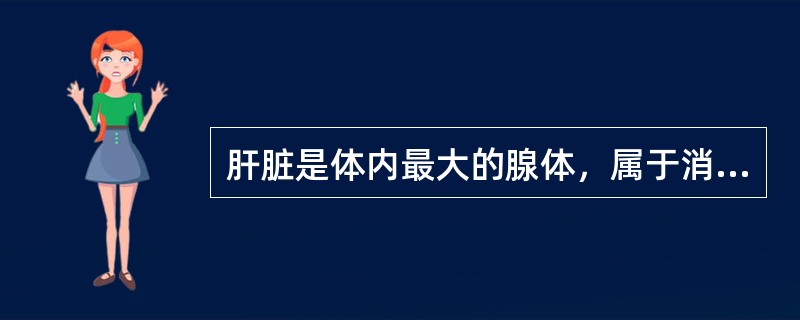 肝脏是体内最大的腺体，属于消化腺。