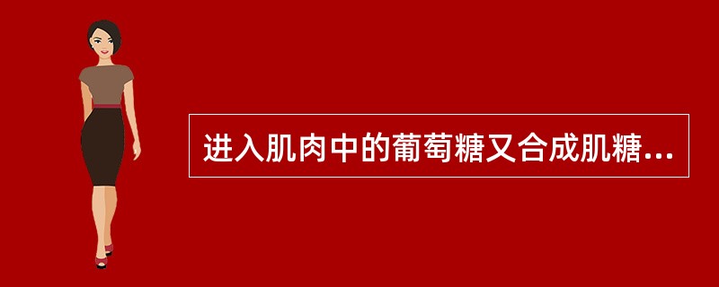 进入肌肉中的葡萄糖又合成肌糖元。