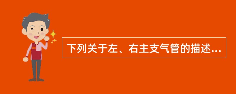 下列关于左、右主支气管的描述错误的是A、气管在隆凸处分为左、右主支气管B、右主支