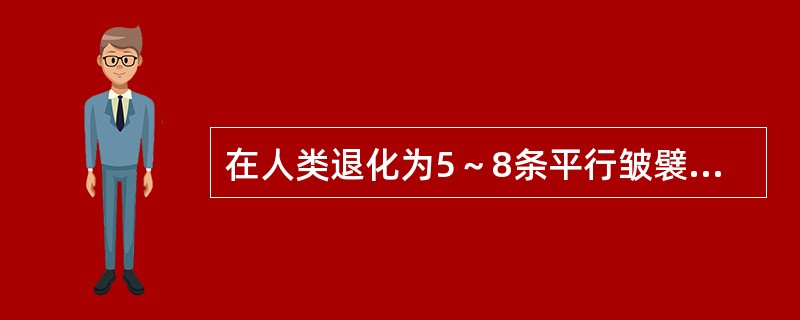 在人类退化为5～8条平行皱襞的是A、丝状乳头B、菌状乳头C、轮廓乳头D、叶状乳头