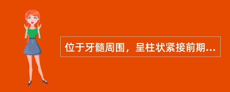 位于牙髓周围，呈柱状紧接前期牙本质排列成一层，其细胞顶端有一细长的突起伸入牙本质