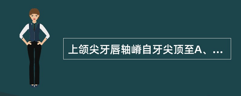 上颌尖牙唇轴嵴自牙尖顶至A、颈1£¯3B、中1£¯3C、切1／3D、颈中1／3界
