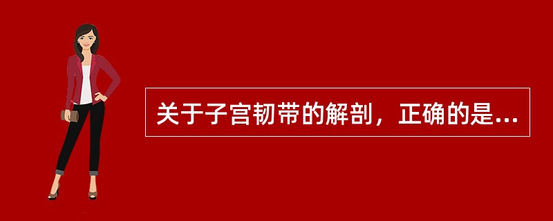 关于子宫韧带的解剖，正确的是A、圆韧带起于子宫角，止于腹股沟B、阔韧带附于肌纤维